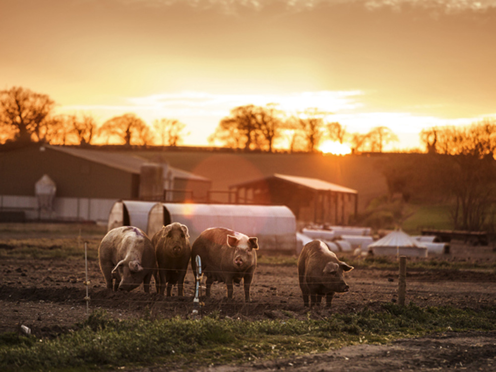 The Knight Frank Rural Property and Business Update – 15 February