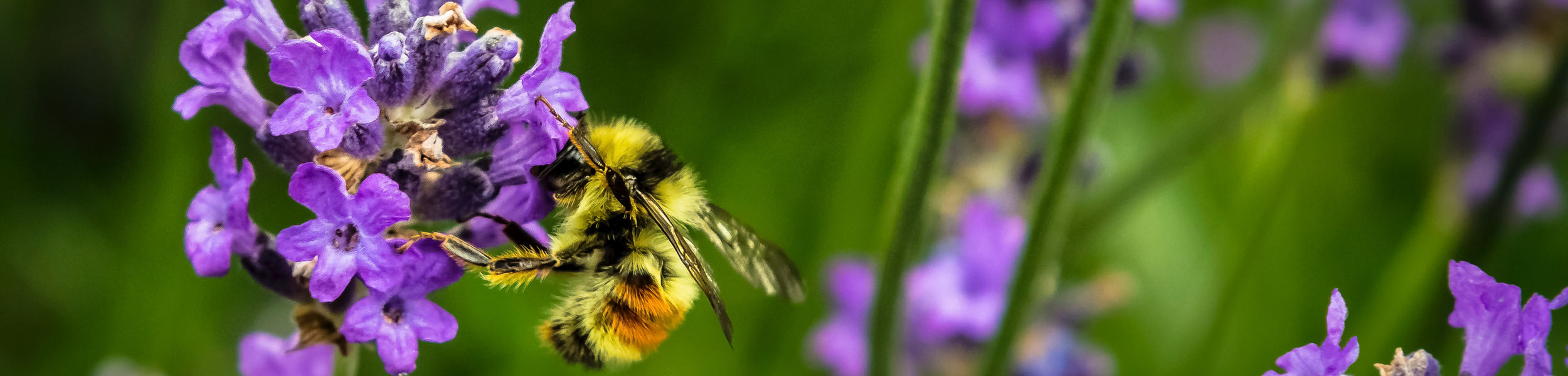 The Knight Frank Rural Property and Business Update – 15 March