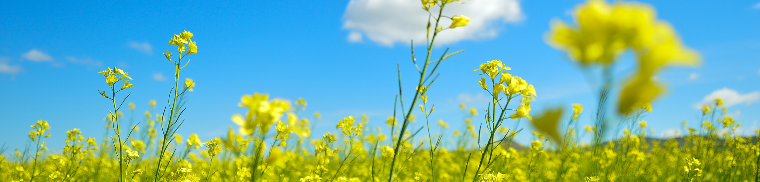 The Knight Frank Rural Property and Business Update – 19 April