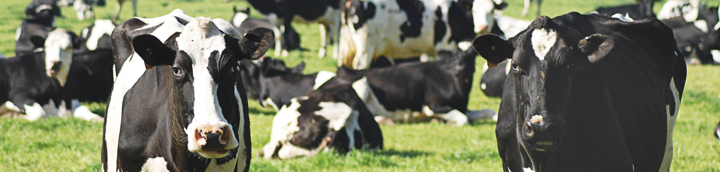 The Knight Frank Rural Property and Business Update – 3 May