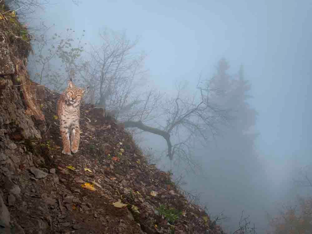 Image of Farmers and conservationists debate UK species reintroduction