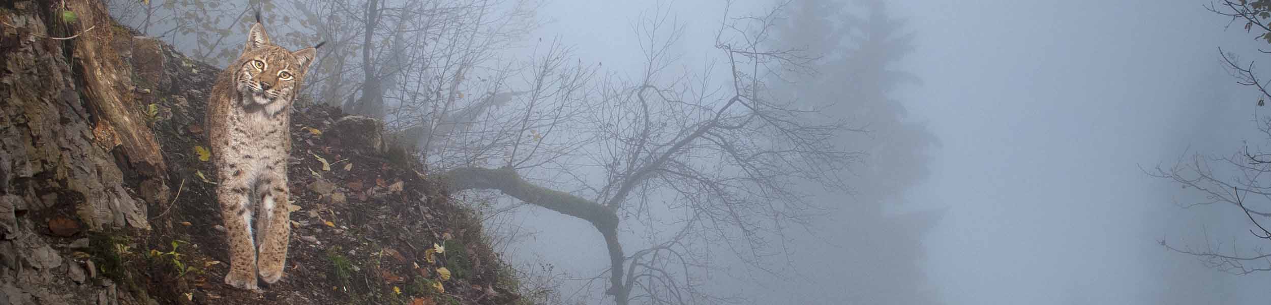 Farmers and conservationists debate UK species reintroduction