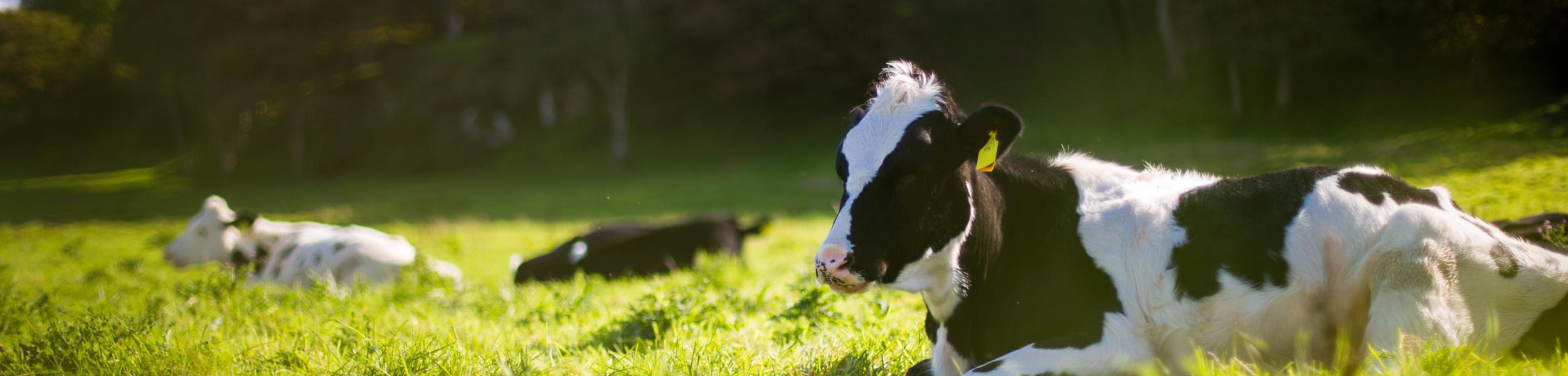 Toilet-trained cows, green interest rates, food security