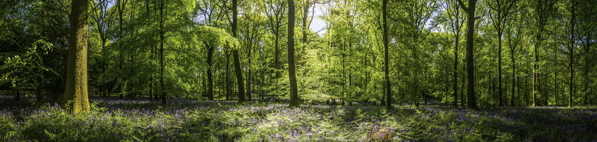 The year of rewilding, Omicron hits business confidence and the housing market's empty shelves