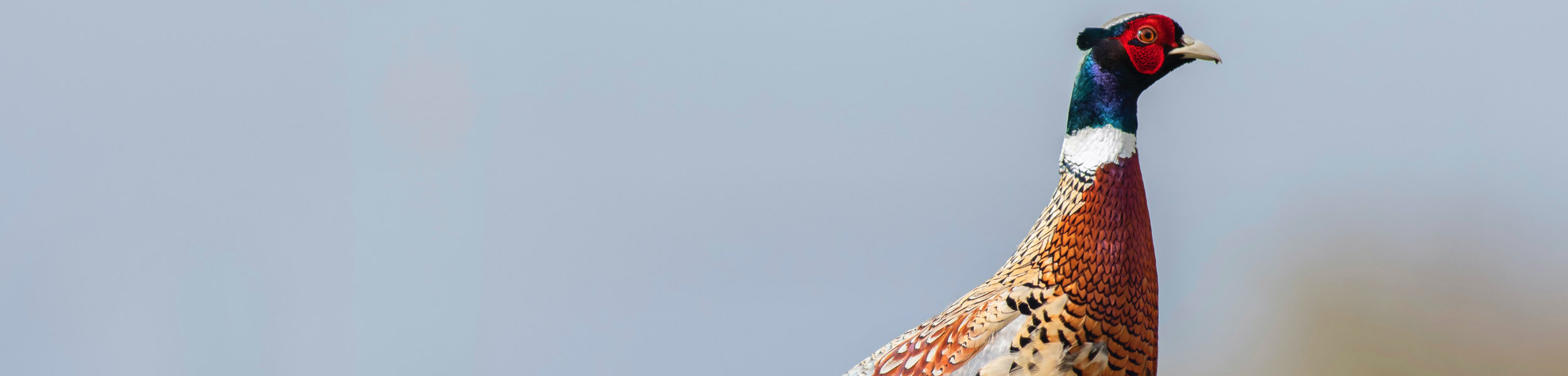 Avian flu – advice for estate owners and shoots