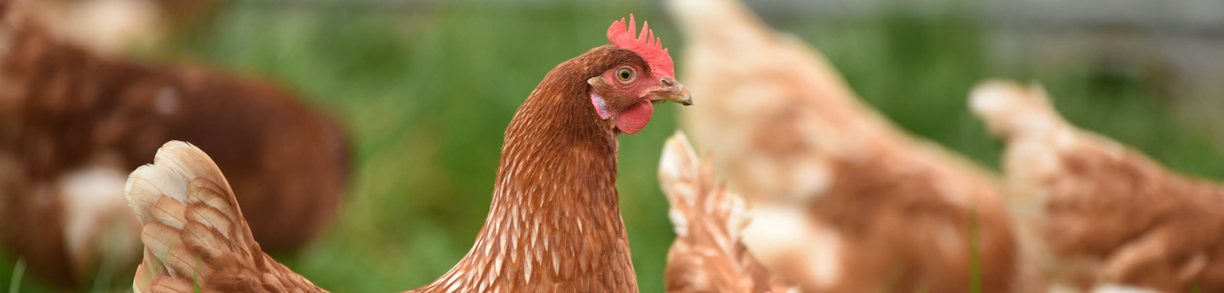 Win wine, hens back outside, EU border checks