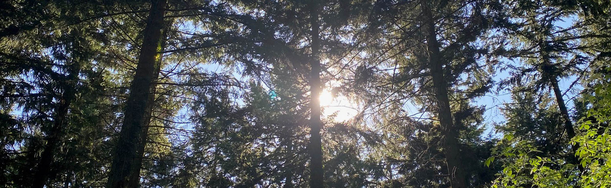 What rural asset class is performing best?