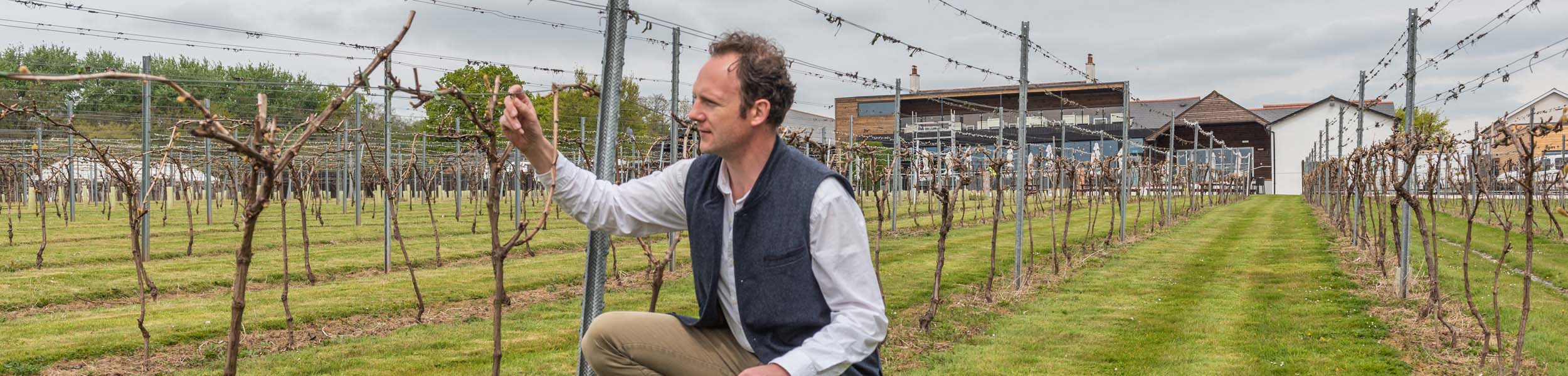Why vineyards are more than just the wine