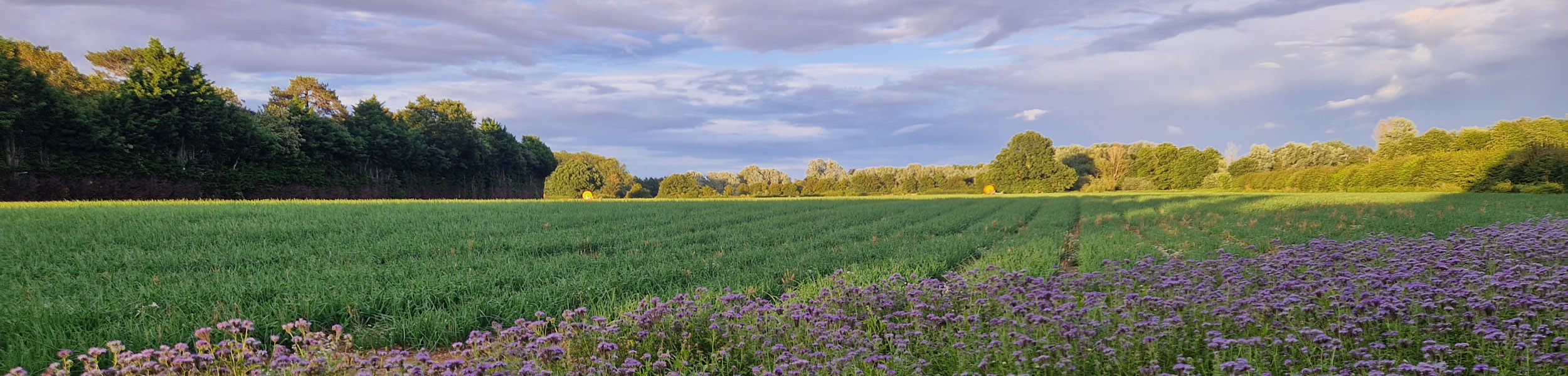 Does Countryside Stewardship still have something to offer?