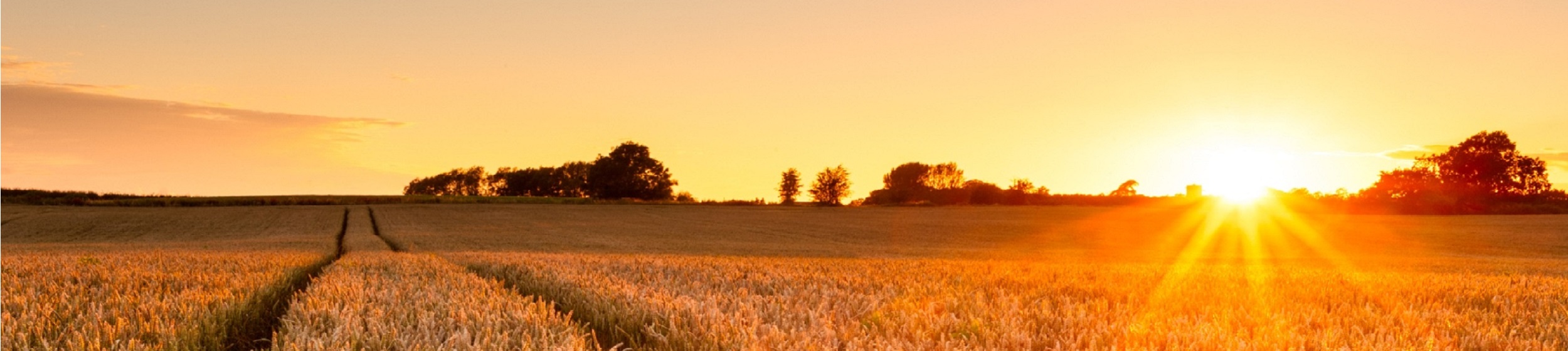 The Ukraine war impact on UK consumers