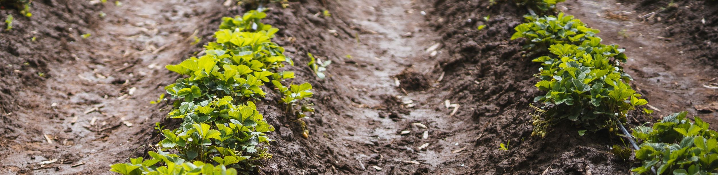 Increased investment opportunities in Zambia's agriculture market 