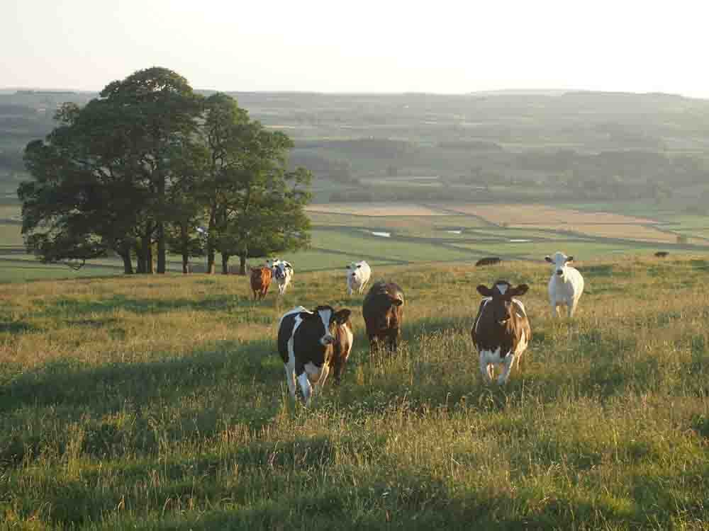 Image of UK rural property: Holding the government to account