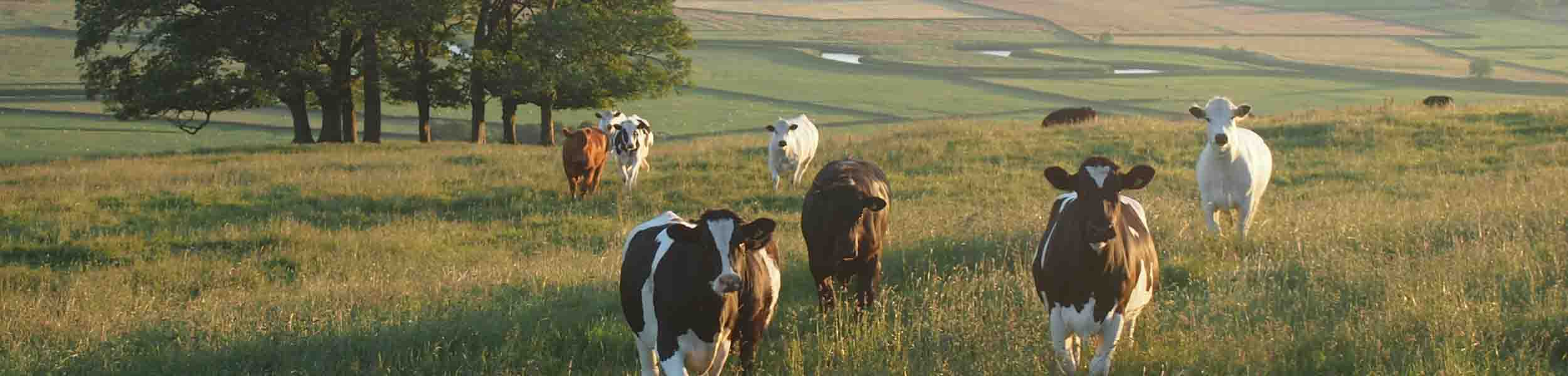 UK rural property: Holding the government to account