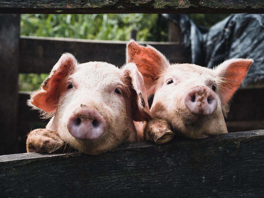 Image of UK rural property: Government in a spin