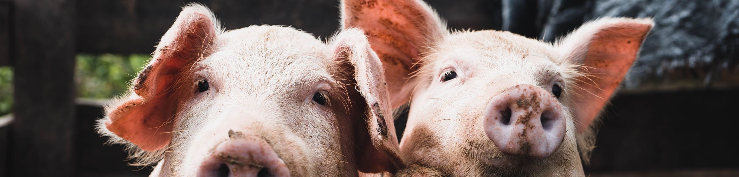 UK rural property: Government in a spin