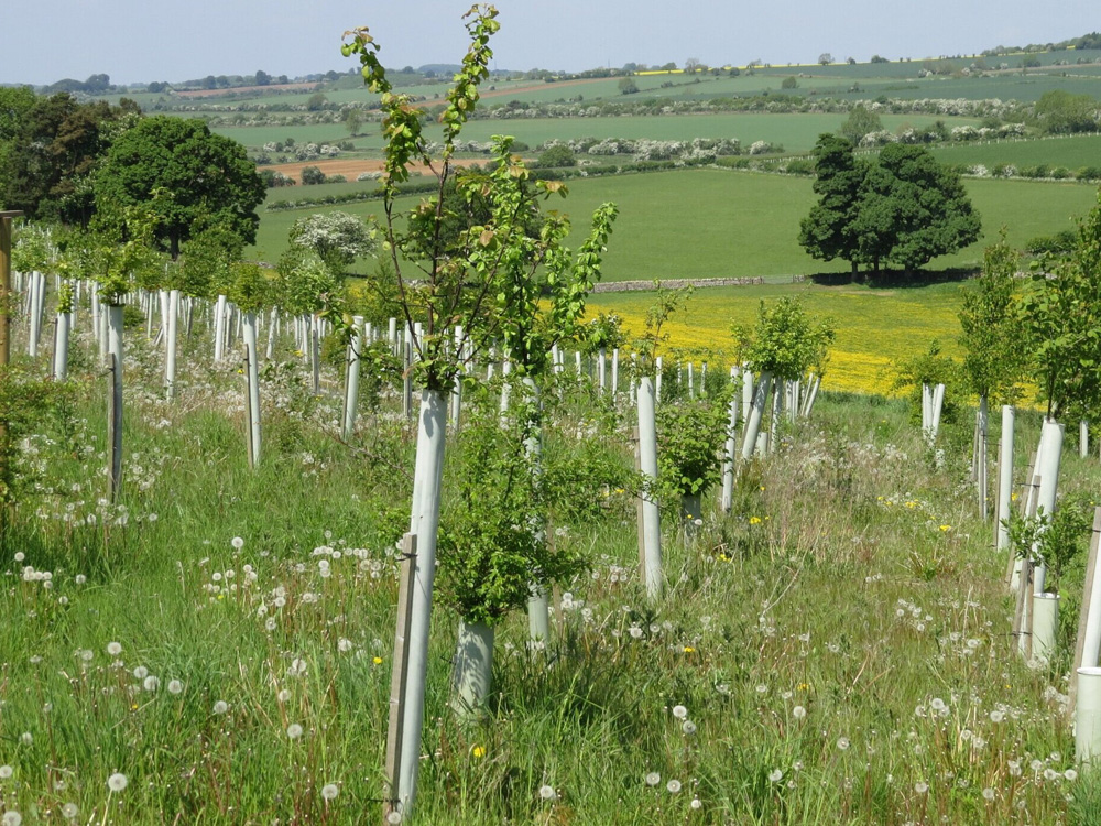 Image of UK rural property: Garnering investment in nature
