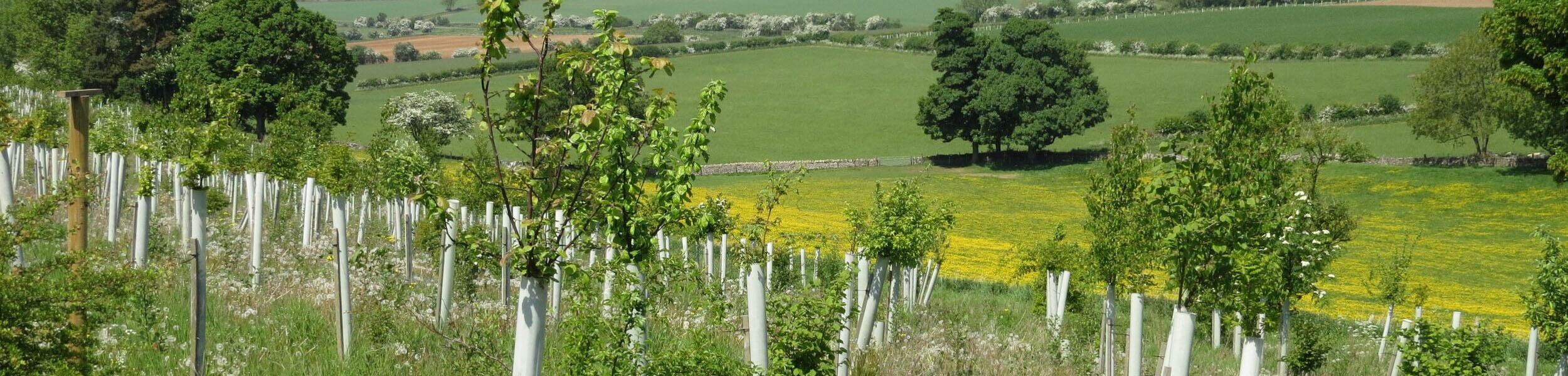 UK rural property: Garnering investment in nature