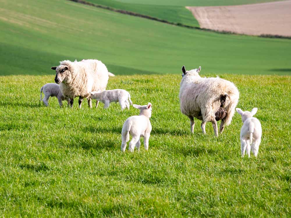 Image of UK rural property: Grasping the opportunities