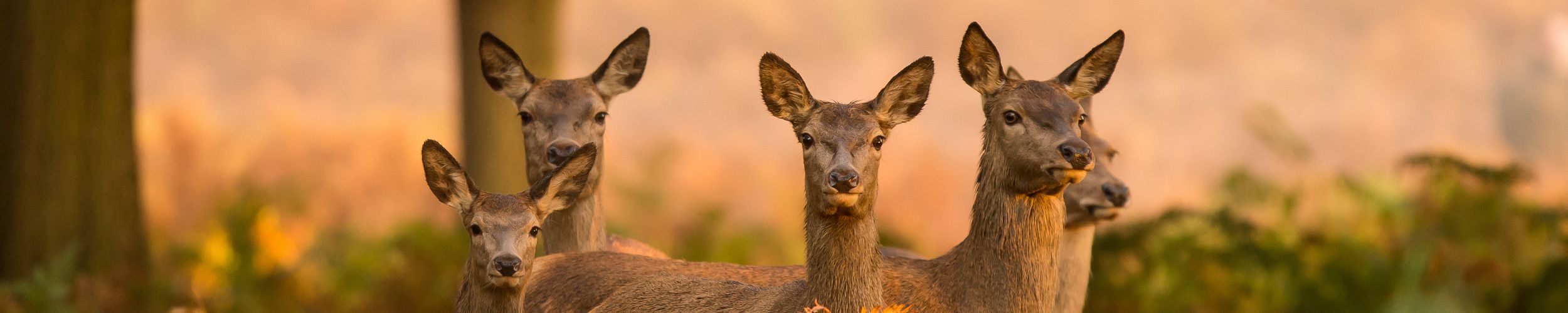 How and why will nature be valued in the future?