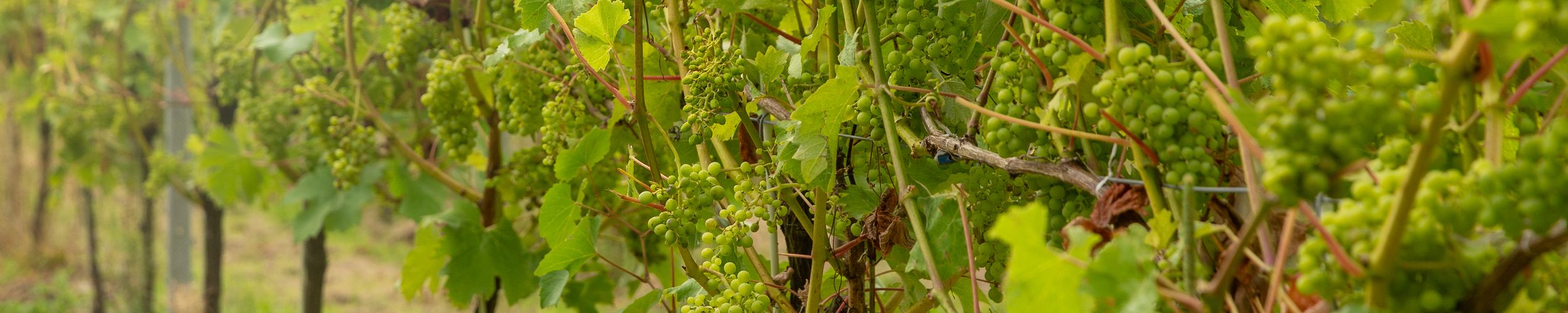 UK wine - what's the latest on the vineyard market?