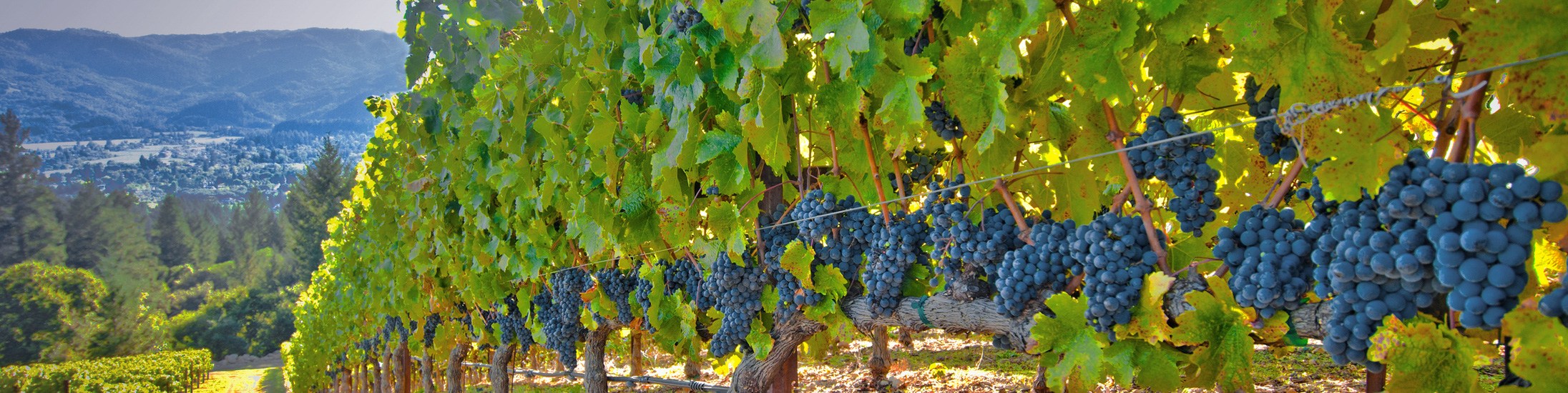 Alcohol tariffs would leave a bitter aftertaste, but for how long?