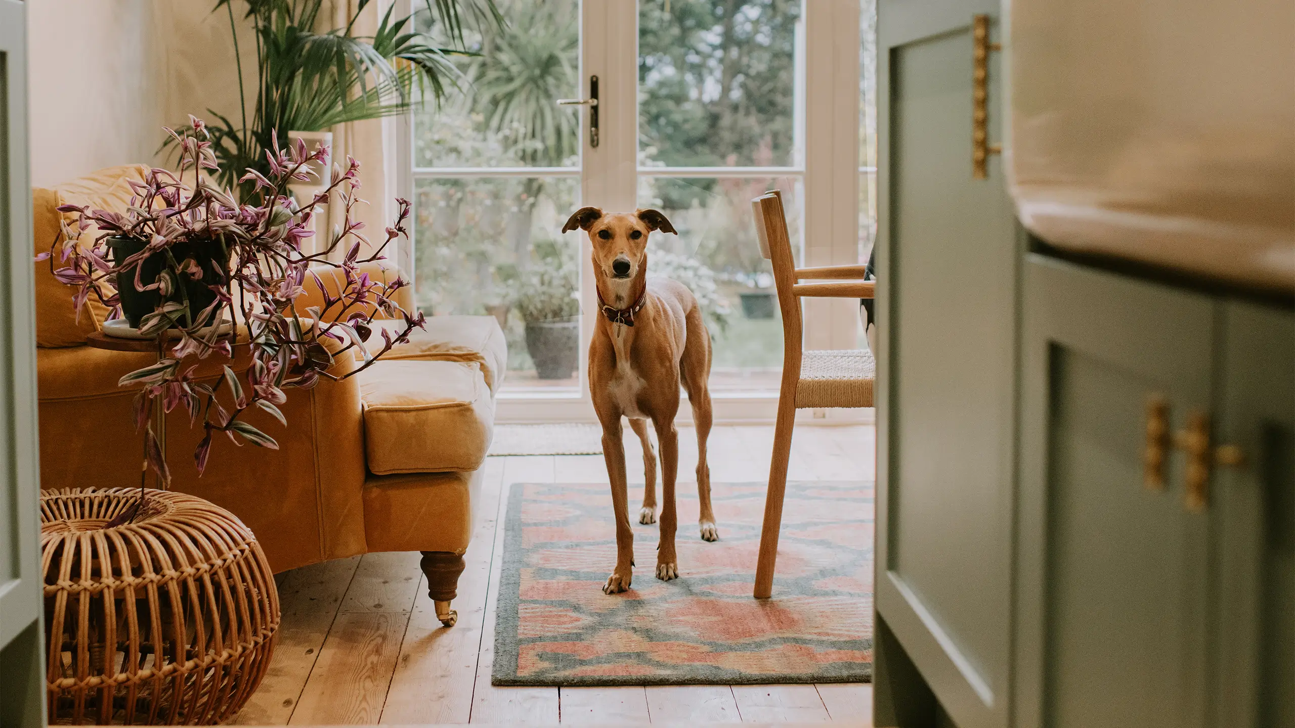 A young lurcher dog peers through a stylish kitchen