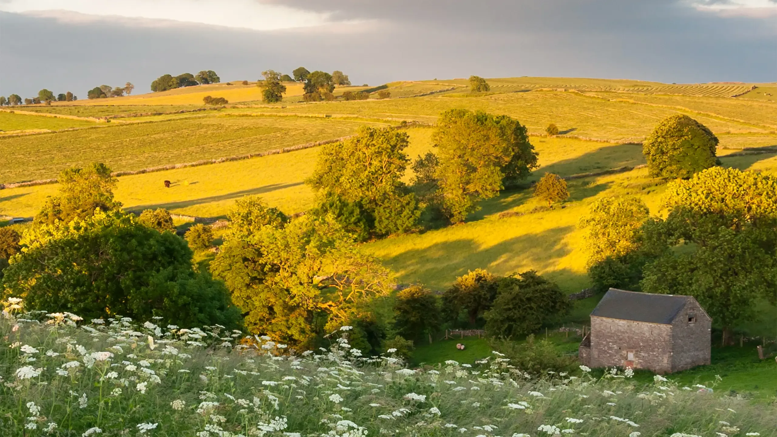 A beautiful summer landscape near Wetton in Staffordshire. Wildflowers growing in tall summer grasses. View across green fields in late afternoon sunlight. A stone barn nestles in the shelter of the rolling hills.