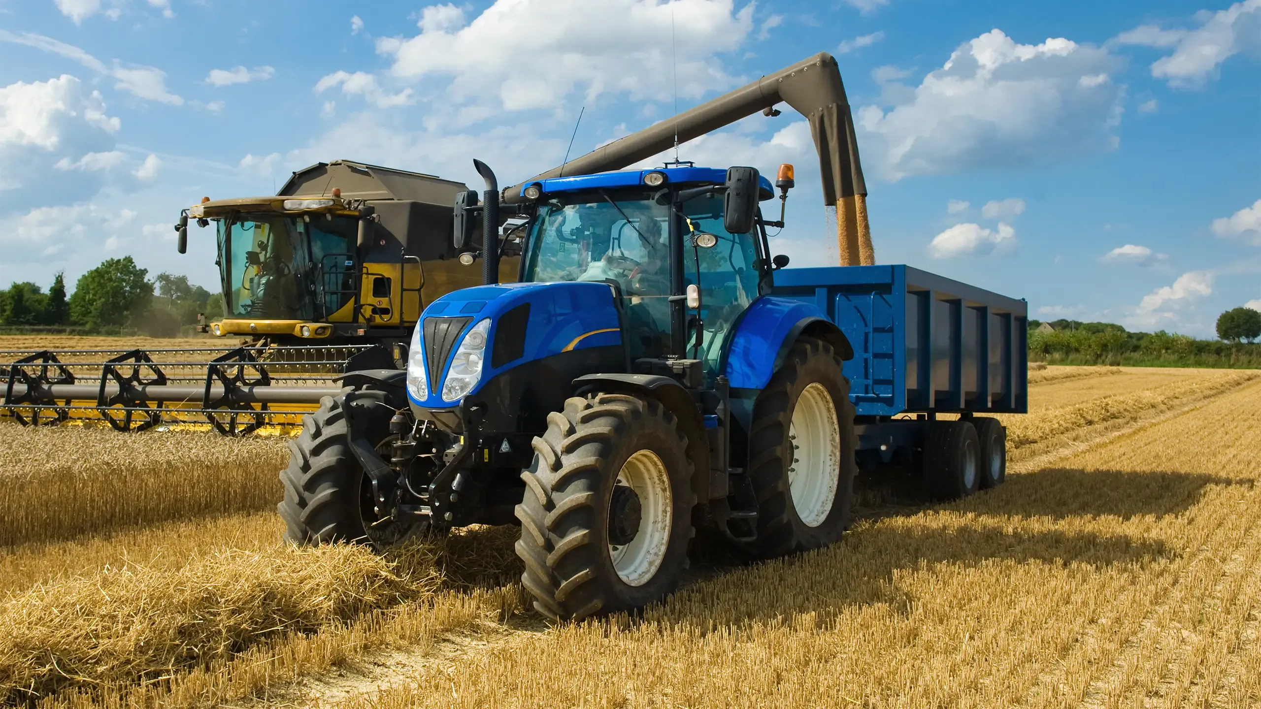Combine harvester delivering harvested grain onto a grain trailer on a farm.
