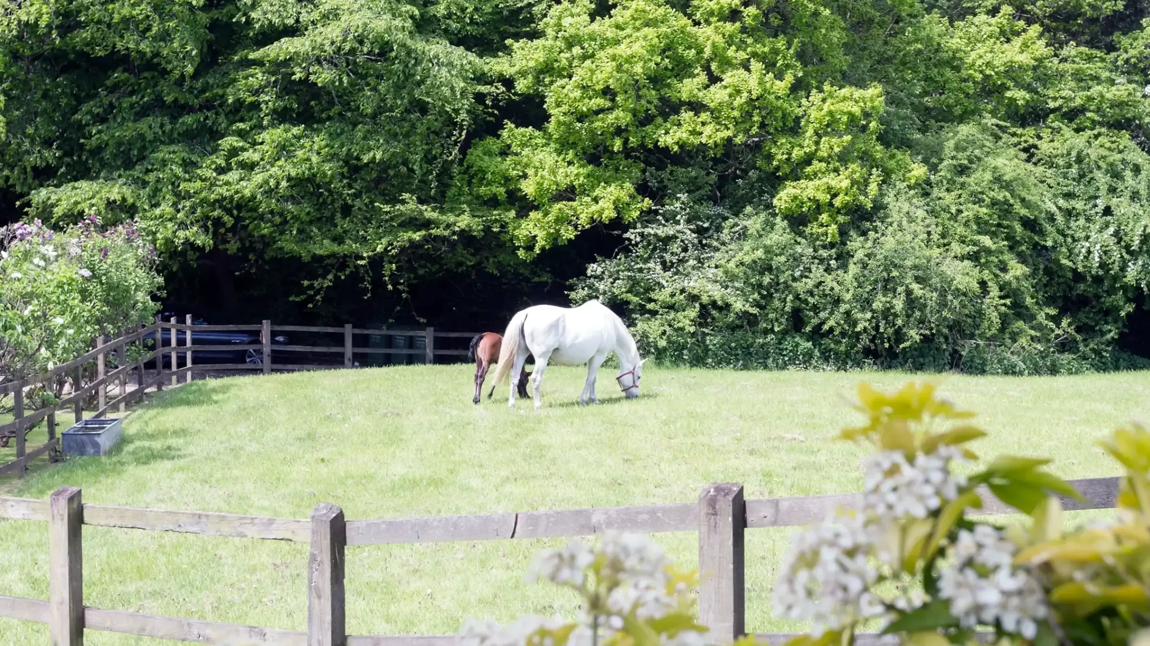 Horse grazing in rural pasture