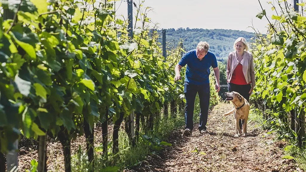 Man, woman and dog walking along rows of vines at a vineyard, winemakers inspecting the crops on a hillside.