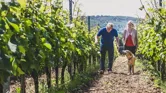 Man, woman and dog walking along rows of vines at a vineyard, winemakers inspecting the crops on a hillside.