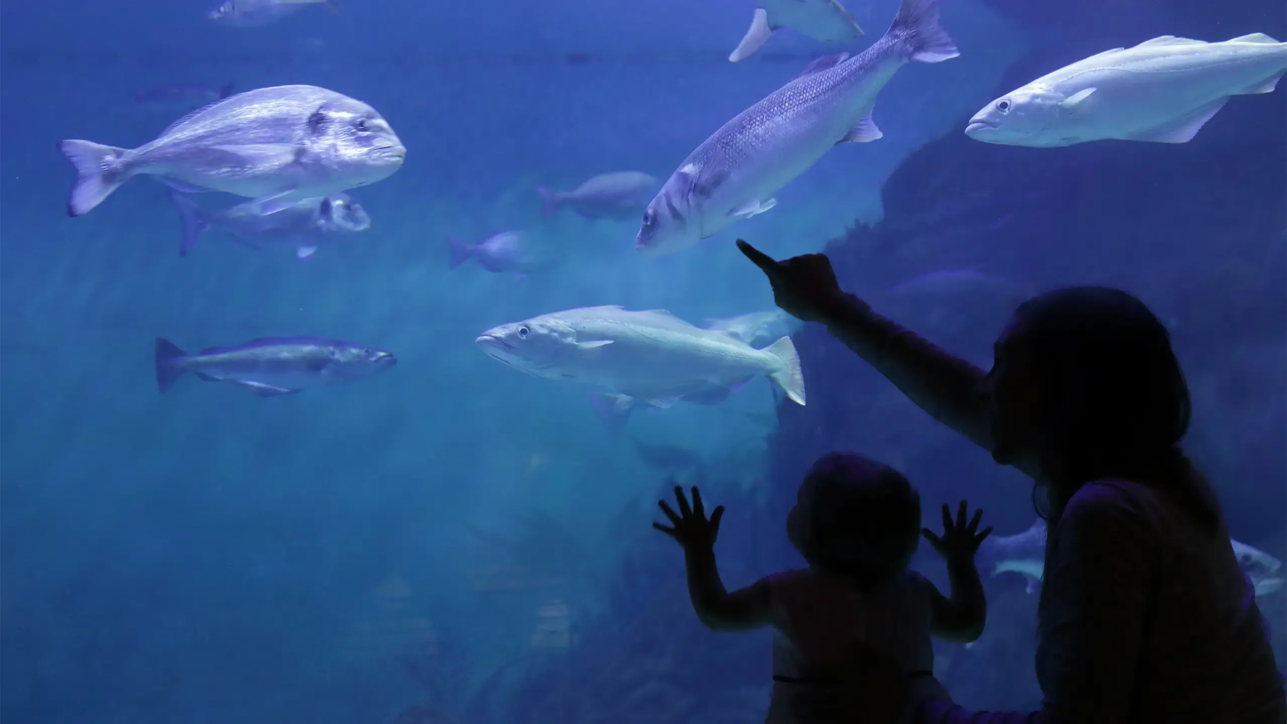 Mother and daughter looking at fish in aquarium