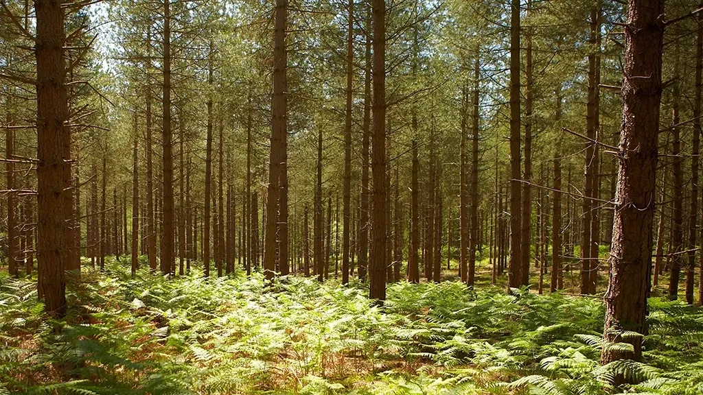 New Forest, Forest, Woods,  Pines