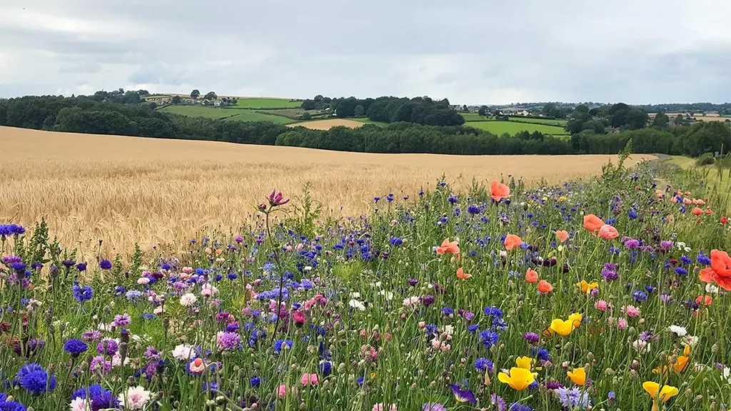 Beautiful wildflowers along the edge of a farmers cornfield