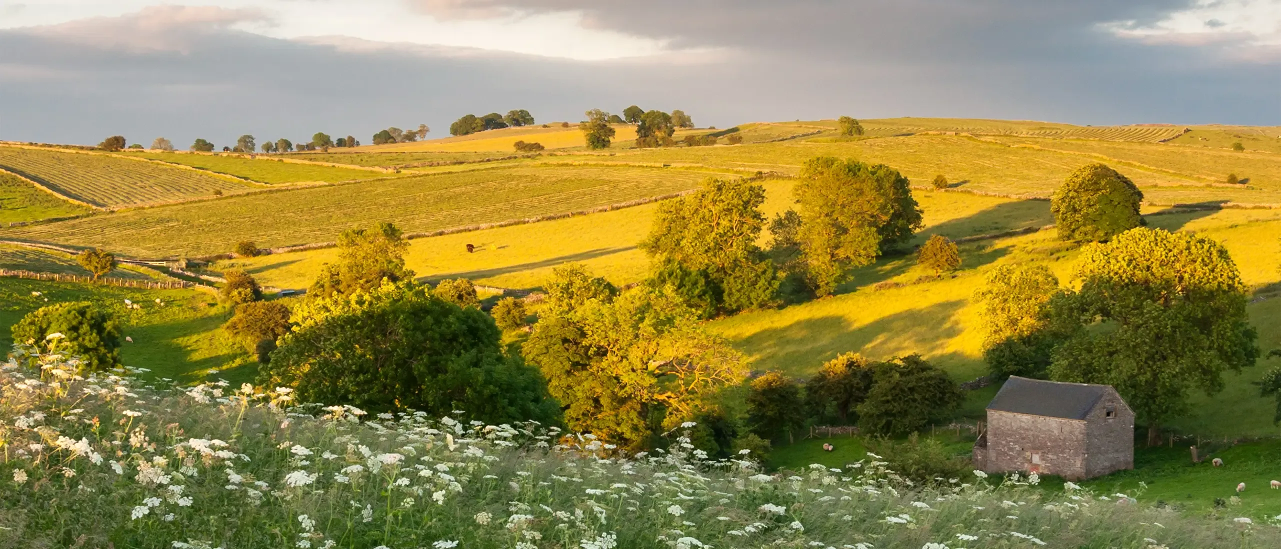 A beautiful summer landscape near Wetton in Staffordshire. Wildflowers growing in tall summer grasses. View across green fields in late afternoon sunlight. A stone barn nestles in the shelter of the rolling hills.