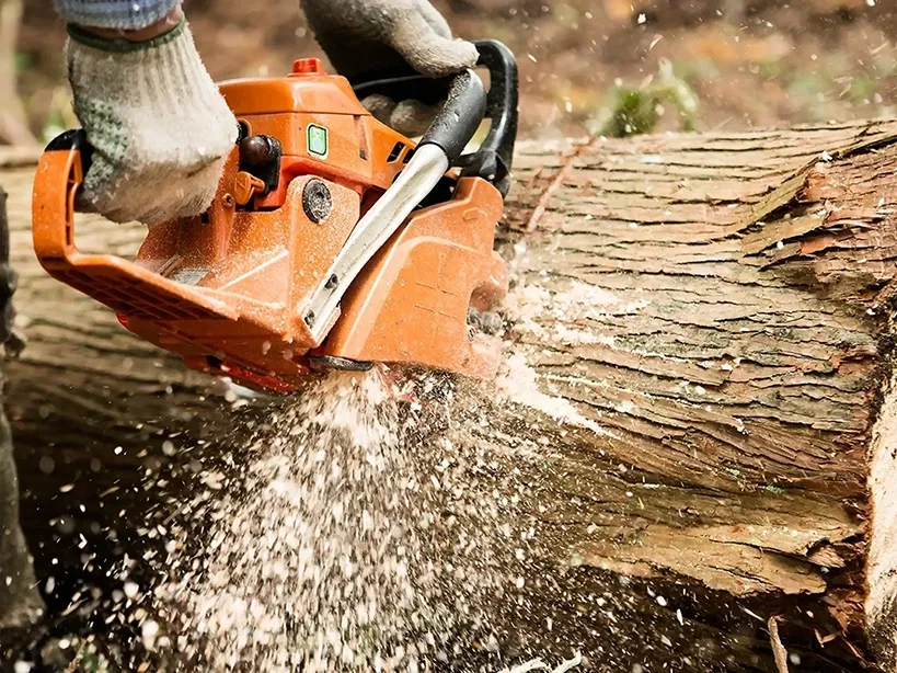 A logger cutting a tree with a chain saw