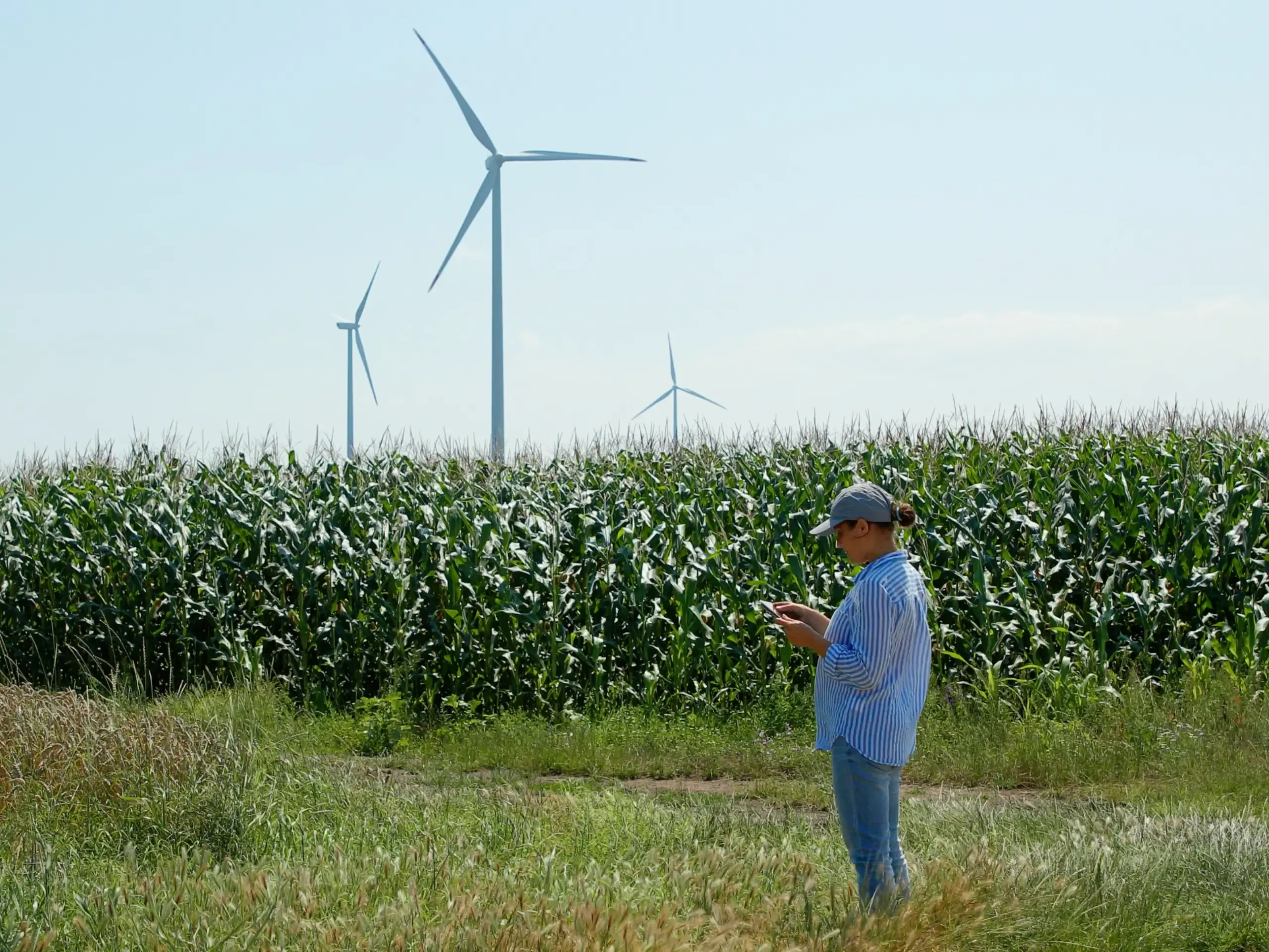 Farmer examining corn field with wind generators behind