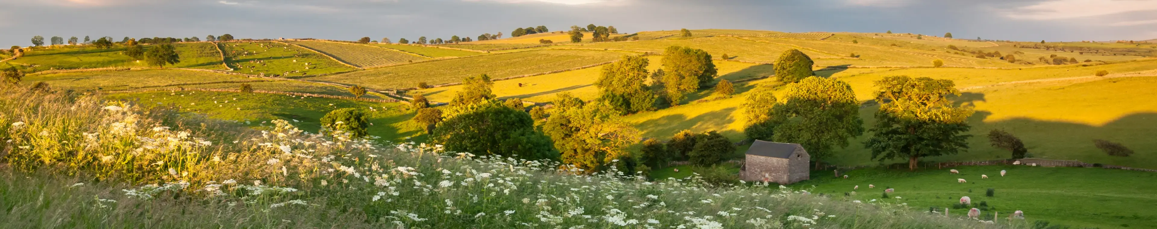 A beautiful summer landscape near Wetton in Staffordshire. Wildflowers growing in tall summer grasses. View across green fields in late afternoon sunlight. A stone barn nestles in the shelter of the rolling hills.