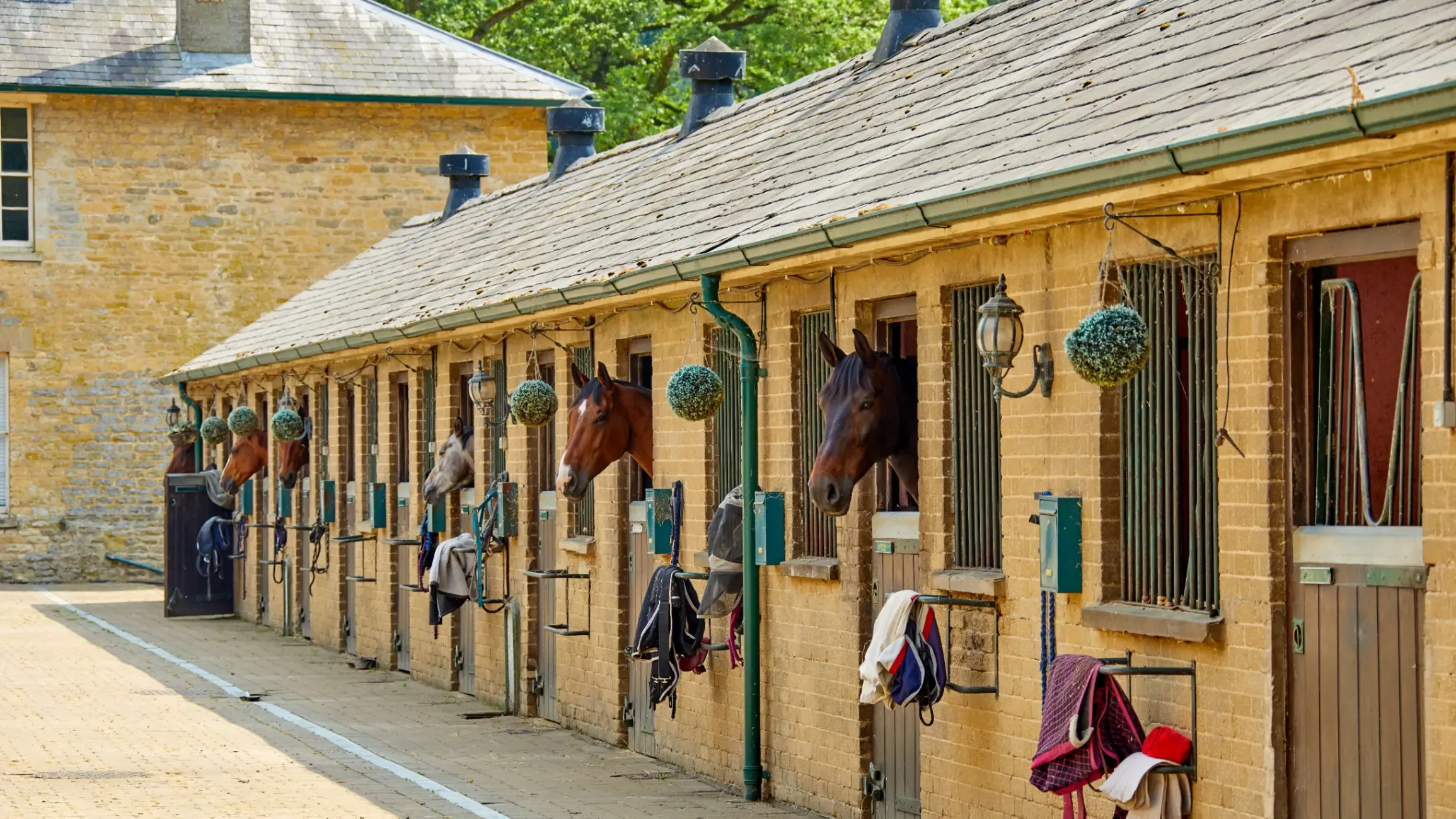 Horses in a high-end stable block. 