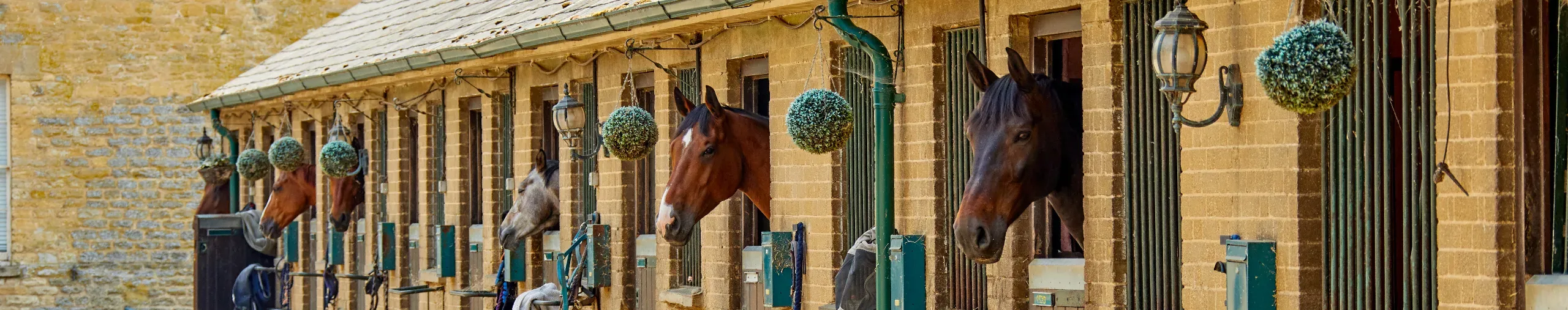 Horses in a high-end stable block. 