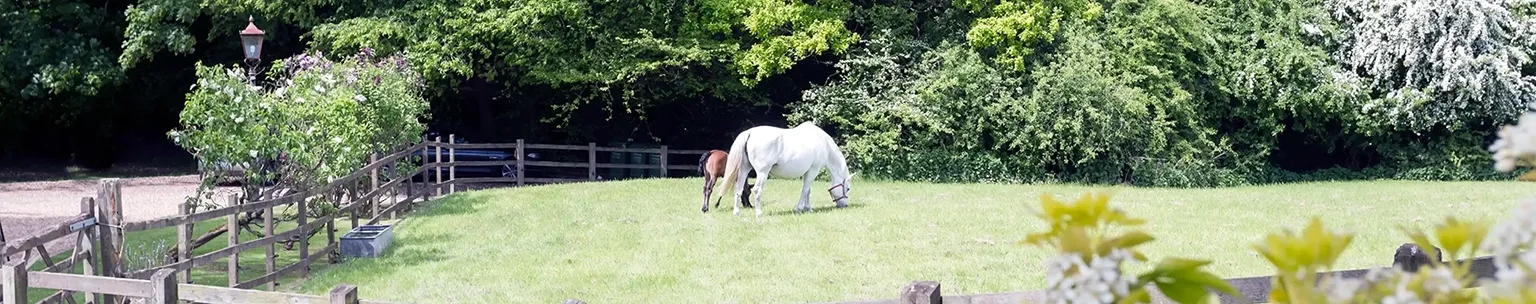 Horse grazing in rural pasture