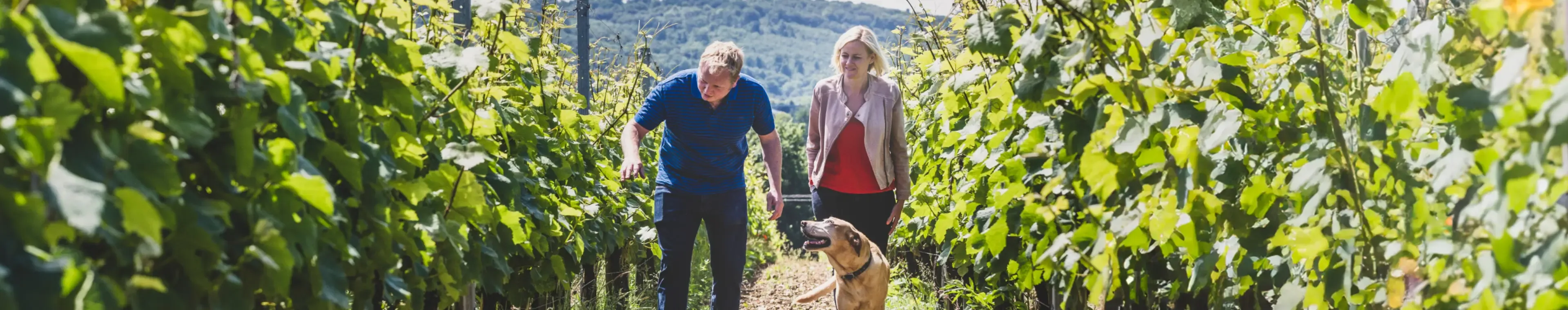 Man, woman and dog walking along rows of vines at a vineyard, winemakers inspecting the crops on a hillside.