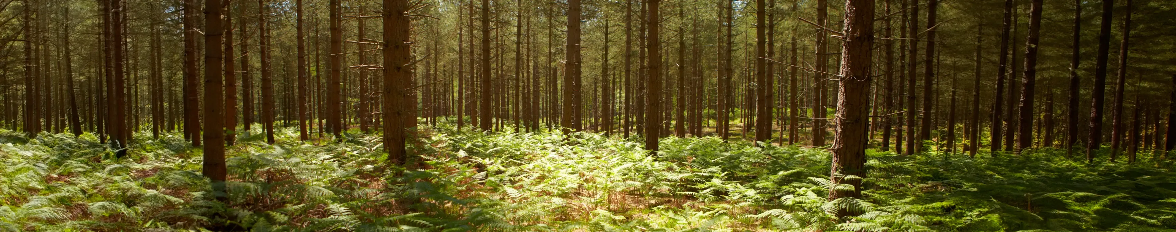 New Forest, Forest, Woods,  Pines