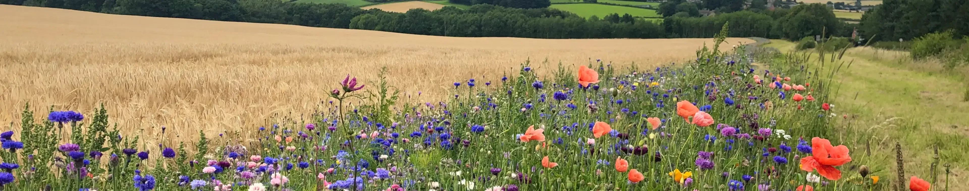 Beautiful wildflowers along the edge of a farmers cornfield