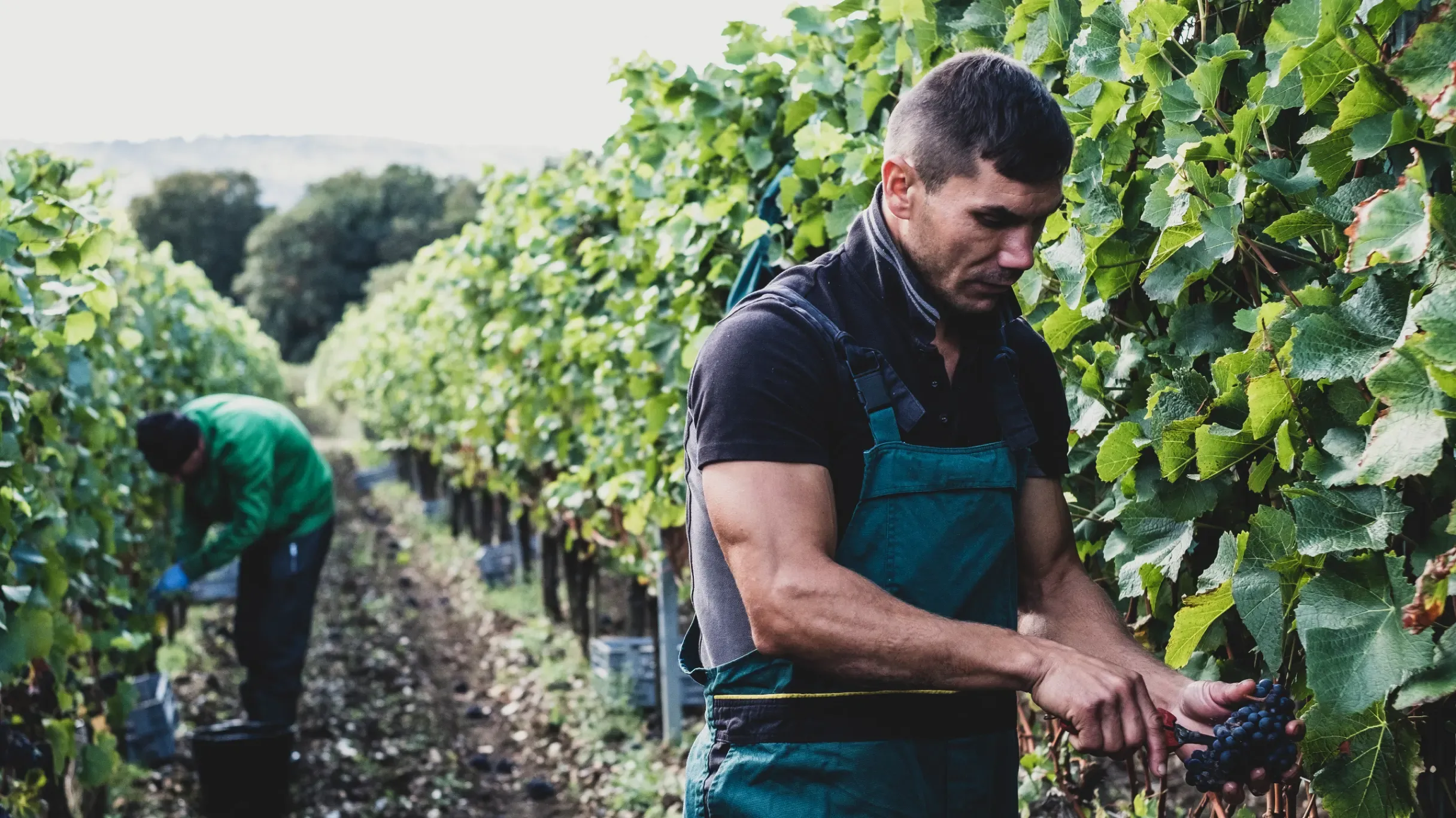 Vineyard worker harvesting bunches of grapes.