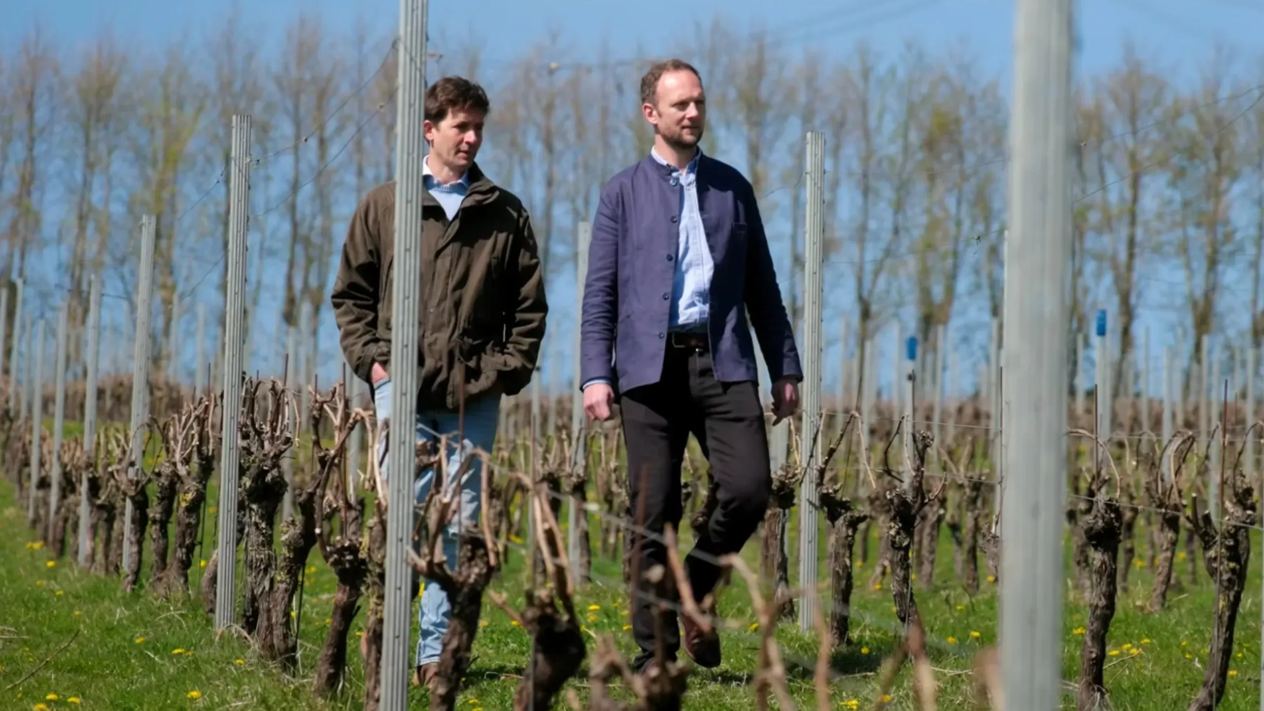 2 men walking through a vineyard. 