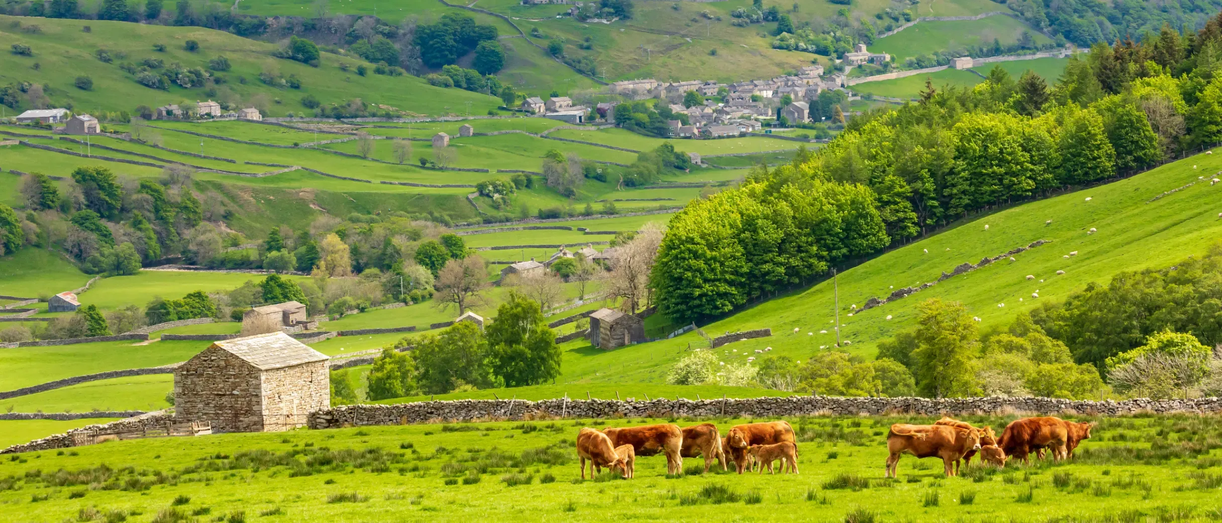 From sawmill to estate enterprise: purposeful diversification at Ingleborough