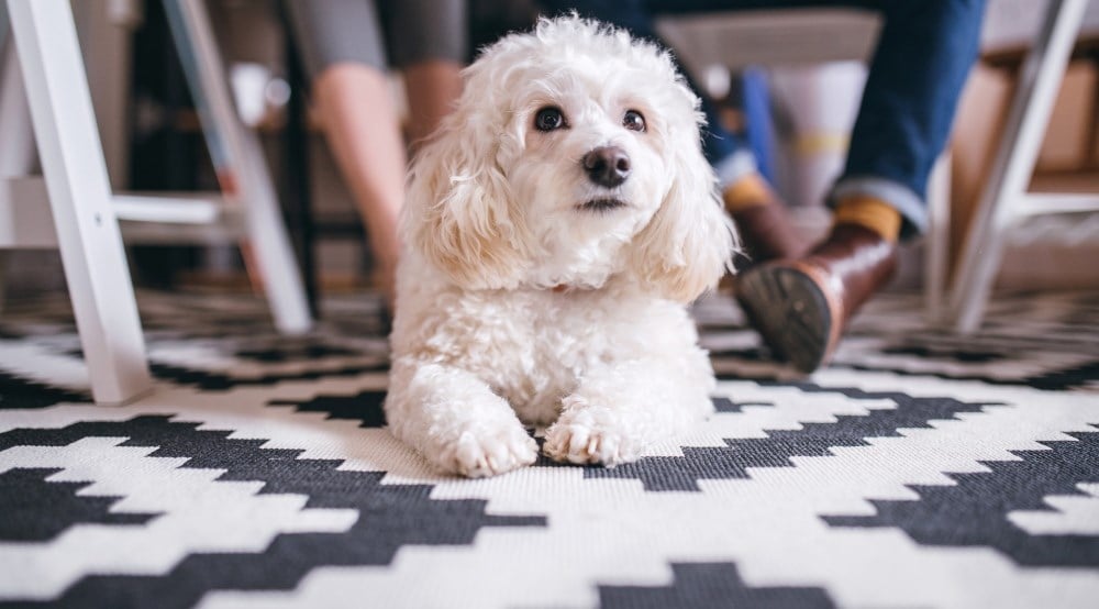 In Pictures: 8 Dog-Friendly Offices in London – Knight Frank (UK)
