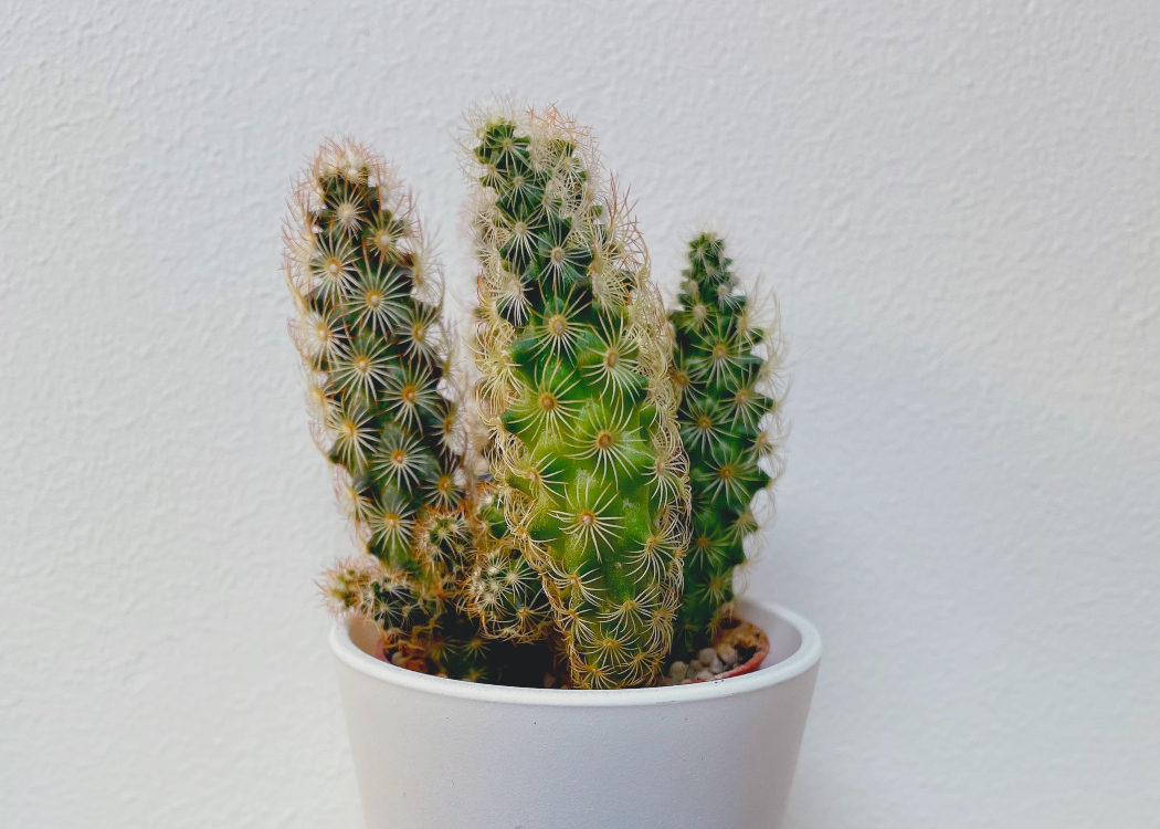 cactus in the office