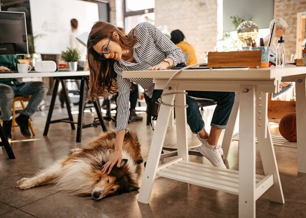 dog-friendly-office-1050x750.jpg